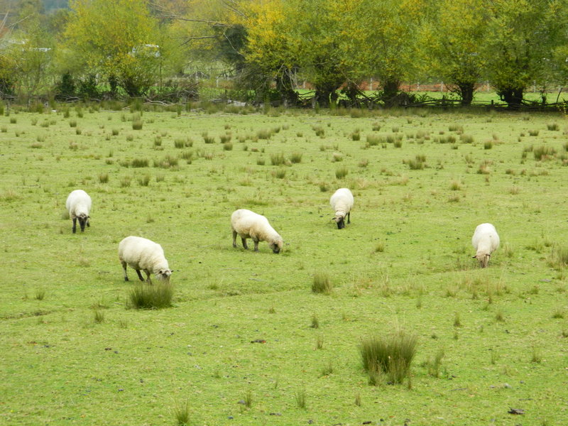 Foto: Curarrehue - Curarrehue (Araucanía), Chile