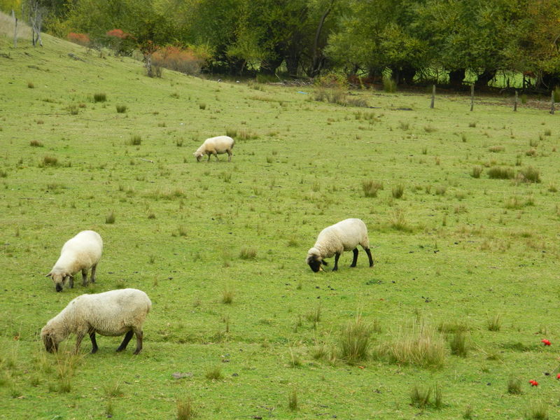 Foto: Curarrehue - Curarrehue (Araucanía), Chile