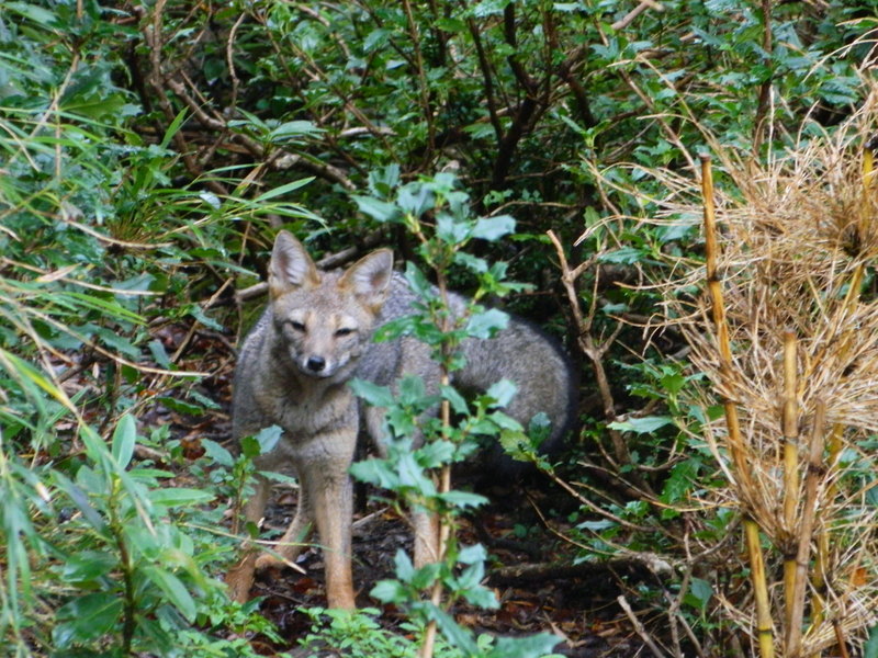 Foto: pucon - Pucon (Araucanía), Chile