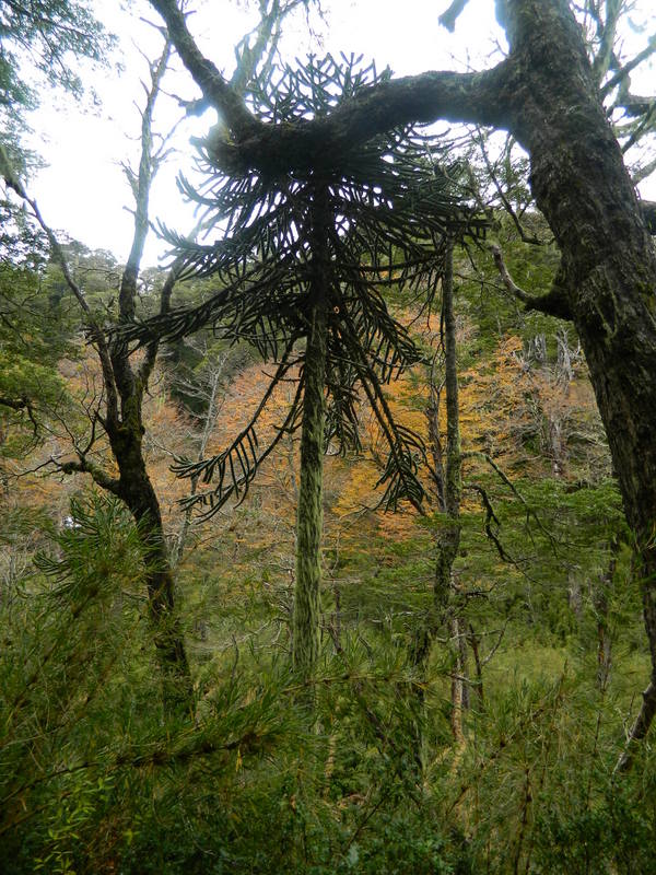 Foto: Pucon - Pucon (Araucanía), Chile