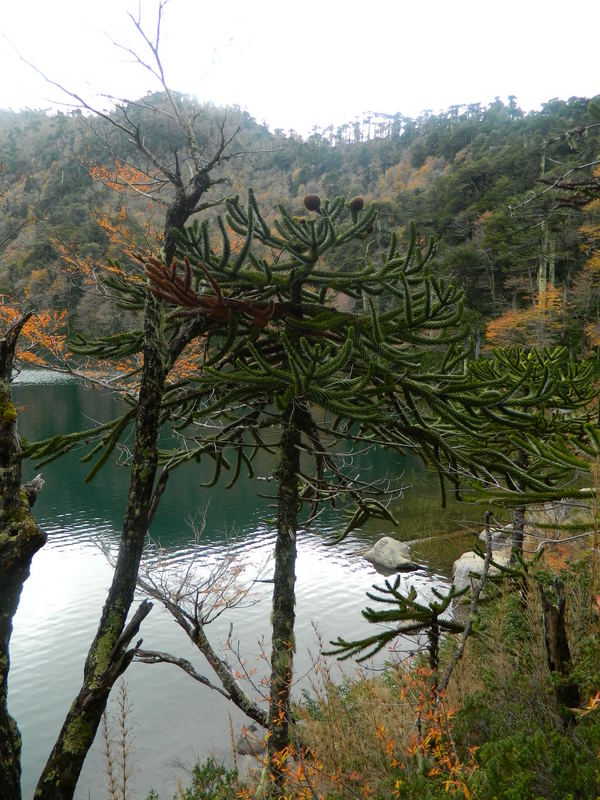 Foto: Pucon - Pucon (Araucanía), Chile