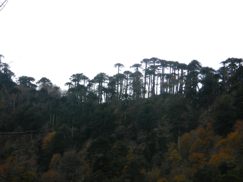 Foto: Pucon - Pucon (Araucanía), Chile