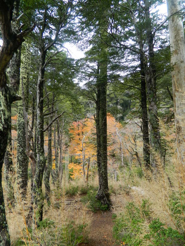 Foto: Pucon - Pucon (Araucanía), Chile