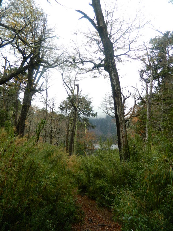 Foto: Pucon - Pucon (Araucanía), Chile