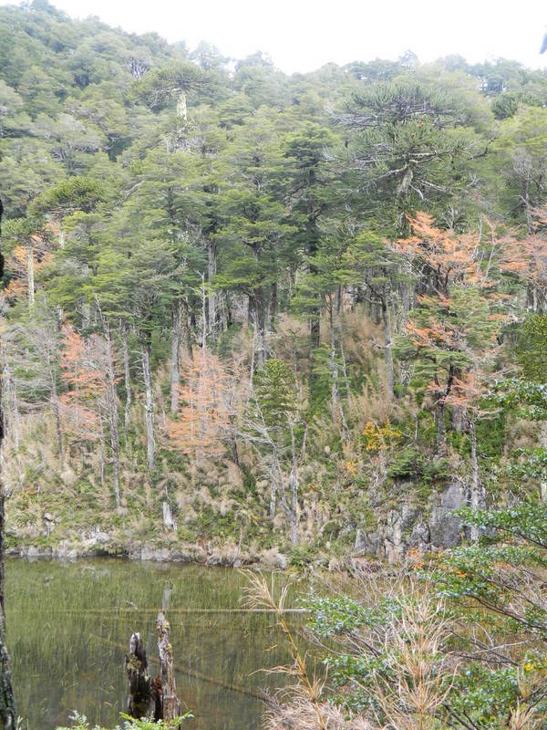 Foto: Pucon - Pucon (Araucanía), Chile