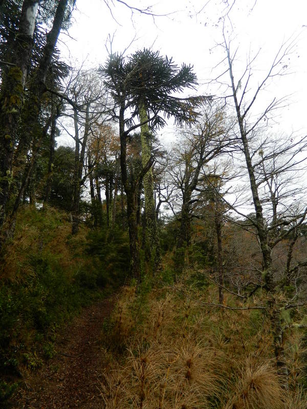 Foto: Pucon - Pucon (Araucanía), Chile