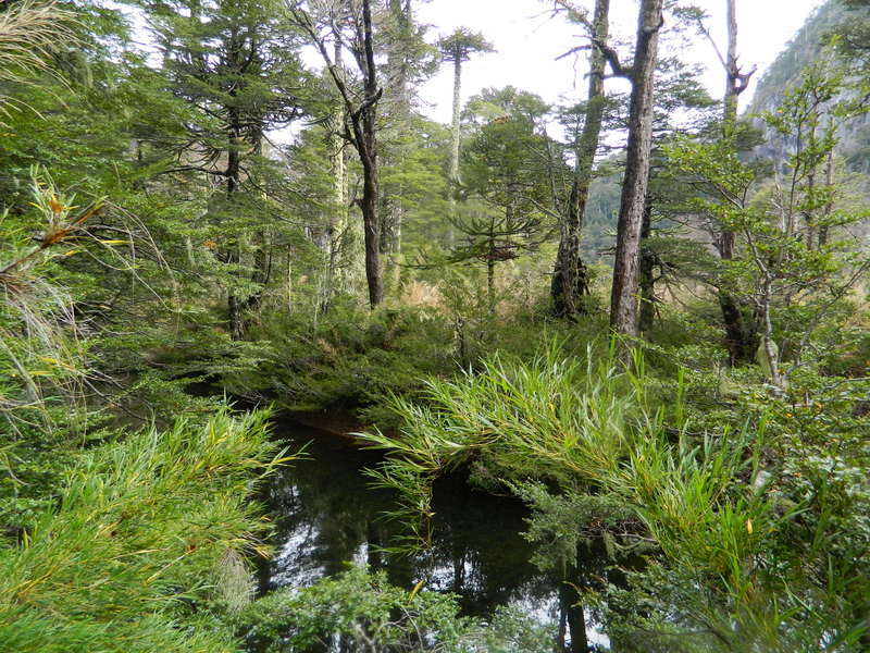 Foto: Pucon - Pucon (Araucanía), Chile