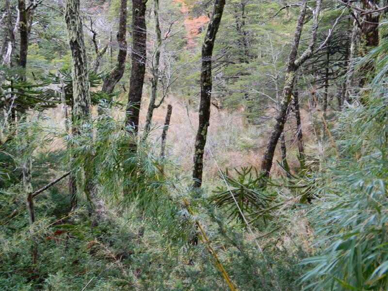 Foto: Pucon - Pucon (Araucanía), Chile