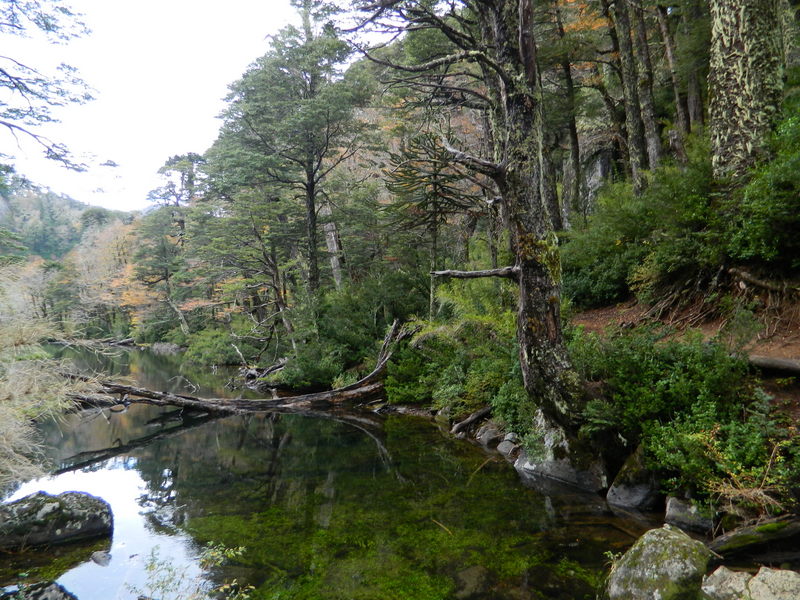 Foto: Pucon - Pucon (Araucanía), Chile