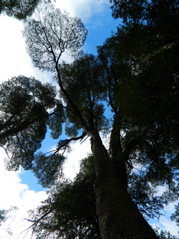 Foto: Pucon - Pucon (Araucanía), Chile