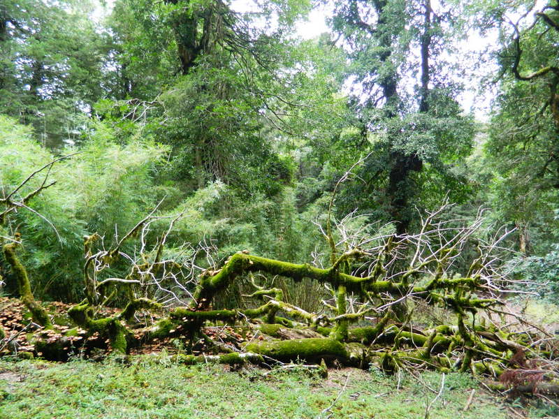 Foto: Pucon - Pucon (Araucanía), Chile