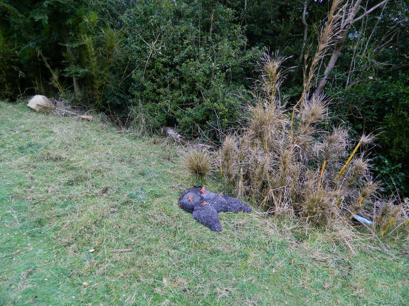 Foto: pucon - Pucon (Araucanía), Chile