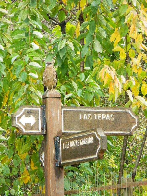 Foto: Coñaripe - Coñaripe (Región de Los Ríos), Chile