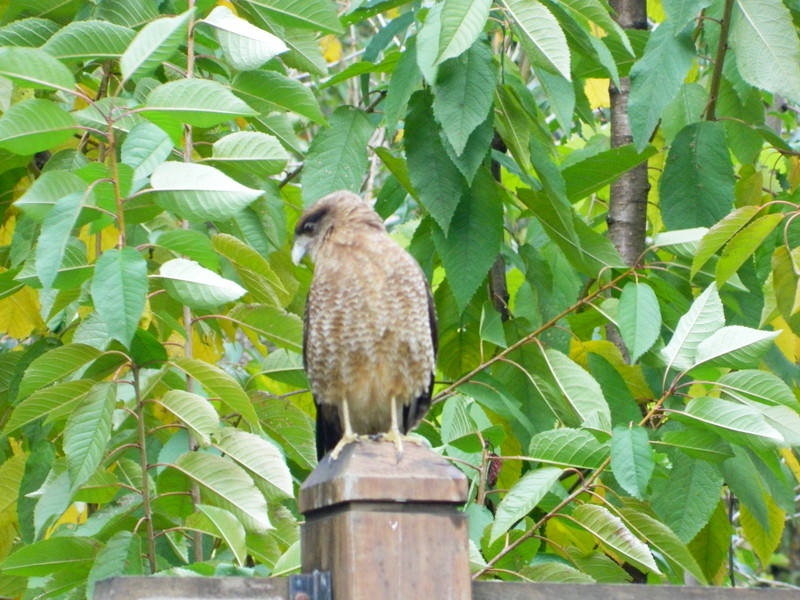 Foto: Coñaripe - Coñaripe (Región de Los Ríos), Chile