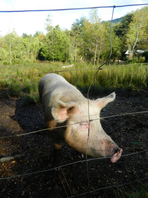 Foto: Pucon - Pucon (Araucanía), Chile