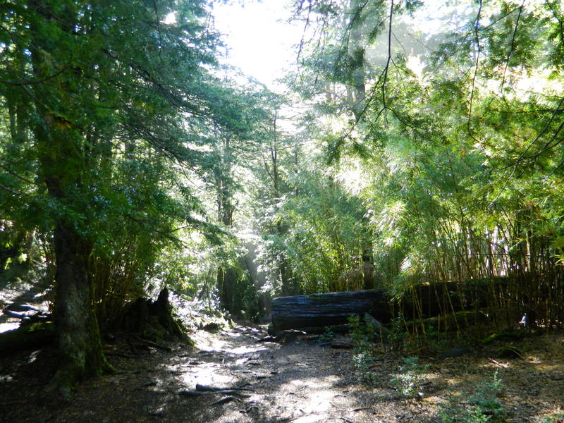 Foto: Pucon - Pucon (Araucanía), Chile