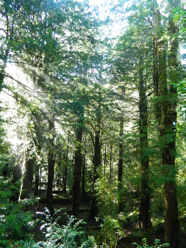 Foto: Pucon - Pucon (Araucanía), Chile