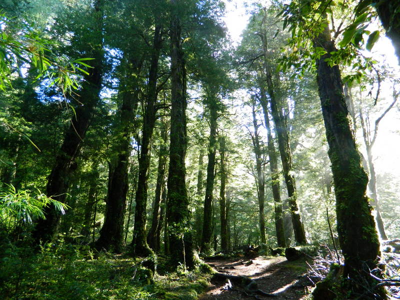 Foto: Pucon - Pucon (Araucanía), Chile