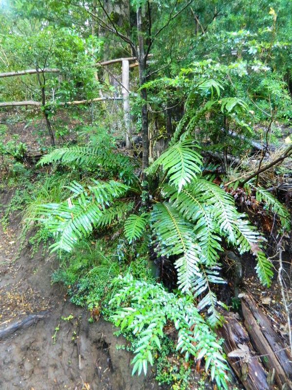 Foto: Pucon - Pucon (Araucanía), Chile