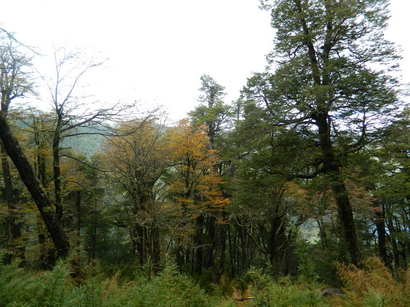 Foto: Pucon - Pucon (Araucanía), Chile