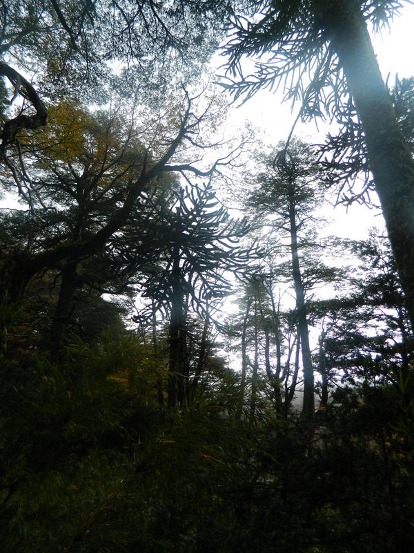 Foto: Pucon - Pucon (Araucanía), Chile