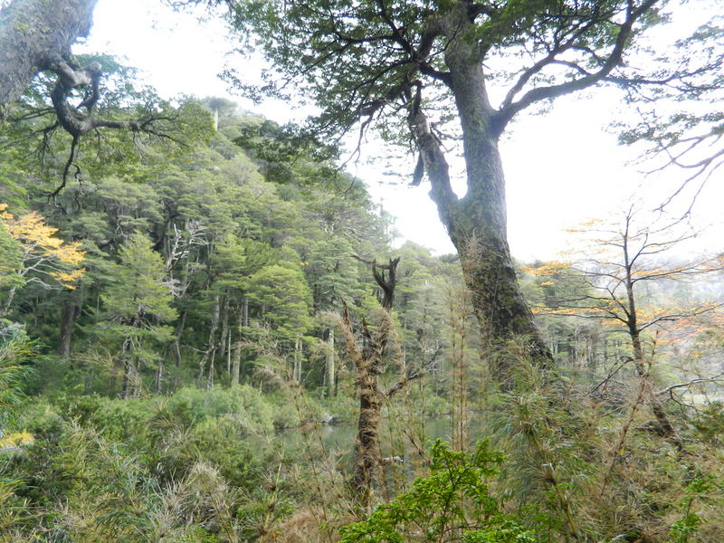 Foto: Pucon - Pucon (Araucanía), Chile