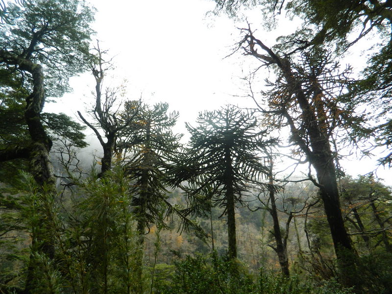 Foto: Pucon - Pucon (Araucanía), Chile