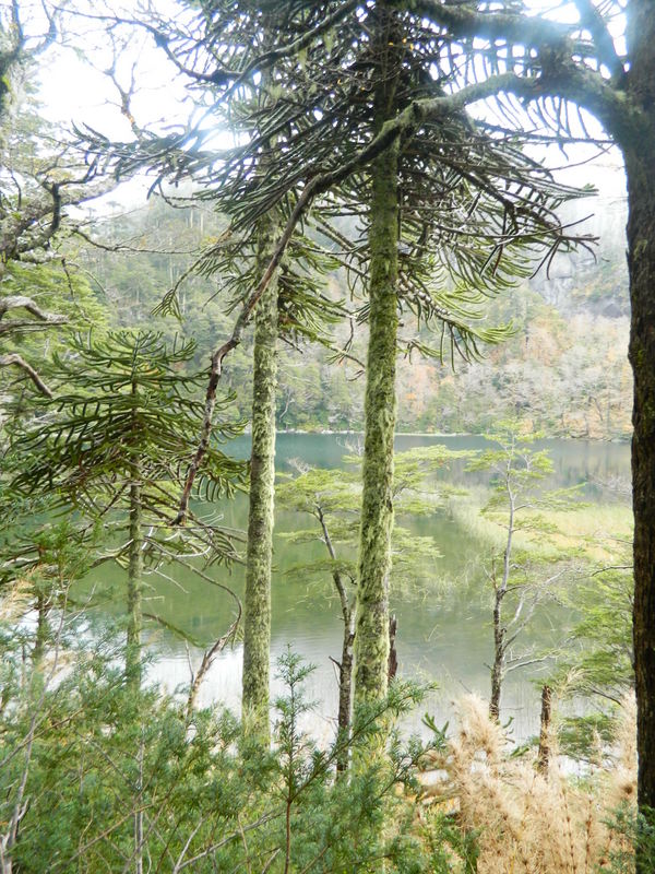 Foto: Pucon - Pucon (Araucanía), Chile