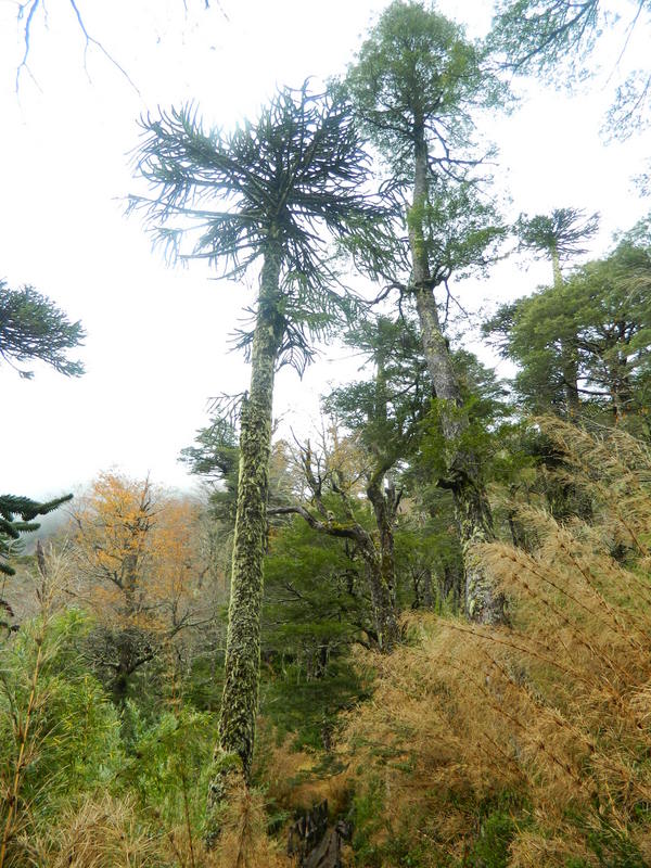 Foto: Pucon - Pucon (Araucanía), Chile