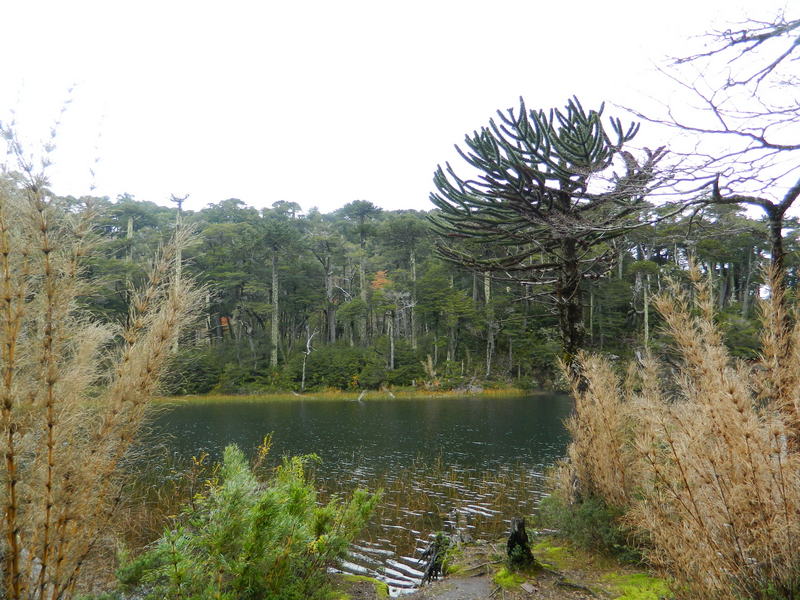 Foto: Pucon - Pucon (Araucanía), Chile