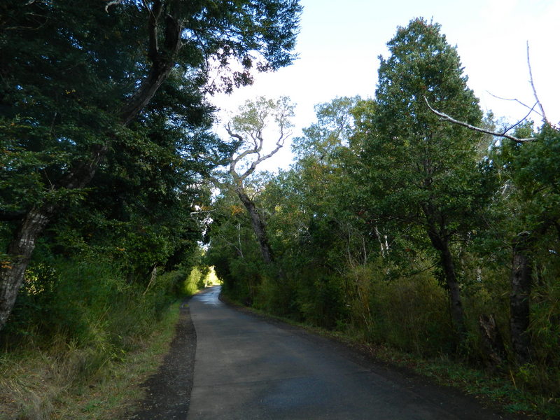 Foto: Temuco - Temuco (Araucanía), Chile