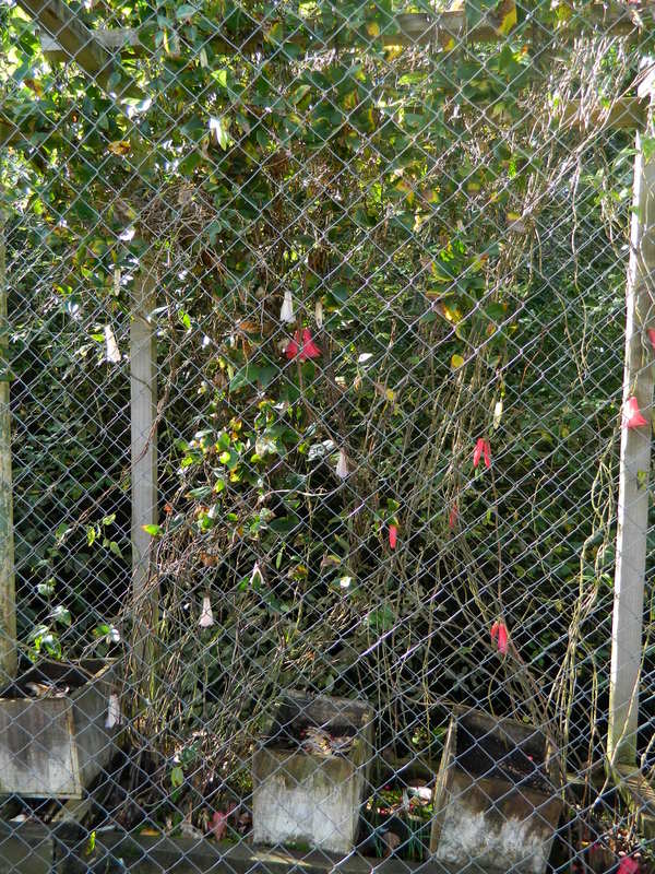 Foto: Temuco - Temuco (Araucanía), Chile