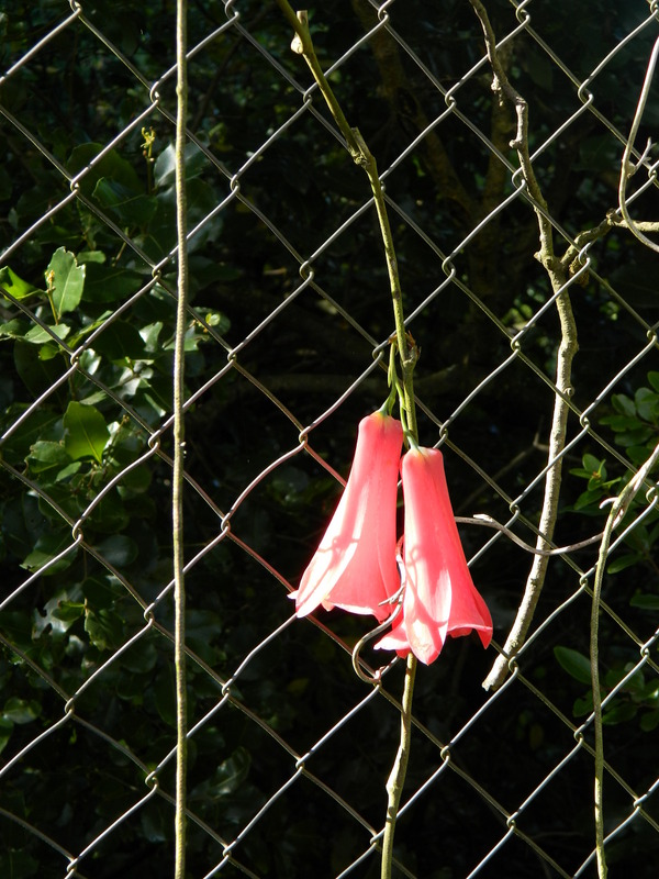 Foto: Temuco - Temuco (Araucanía), Chile