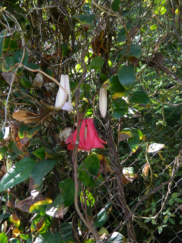 Foto: Temuco - Temuco (Araucanía), Chile