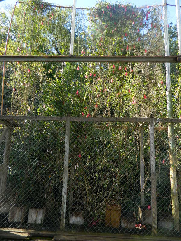 Foto: Temuco - Temuco (Araucanía), Chile