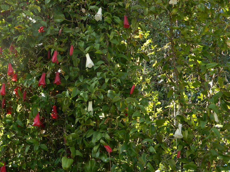 Foto: Temuco - Temuco (Araucanía), Chile