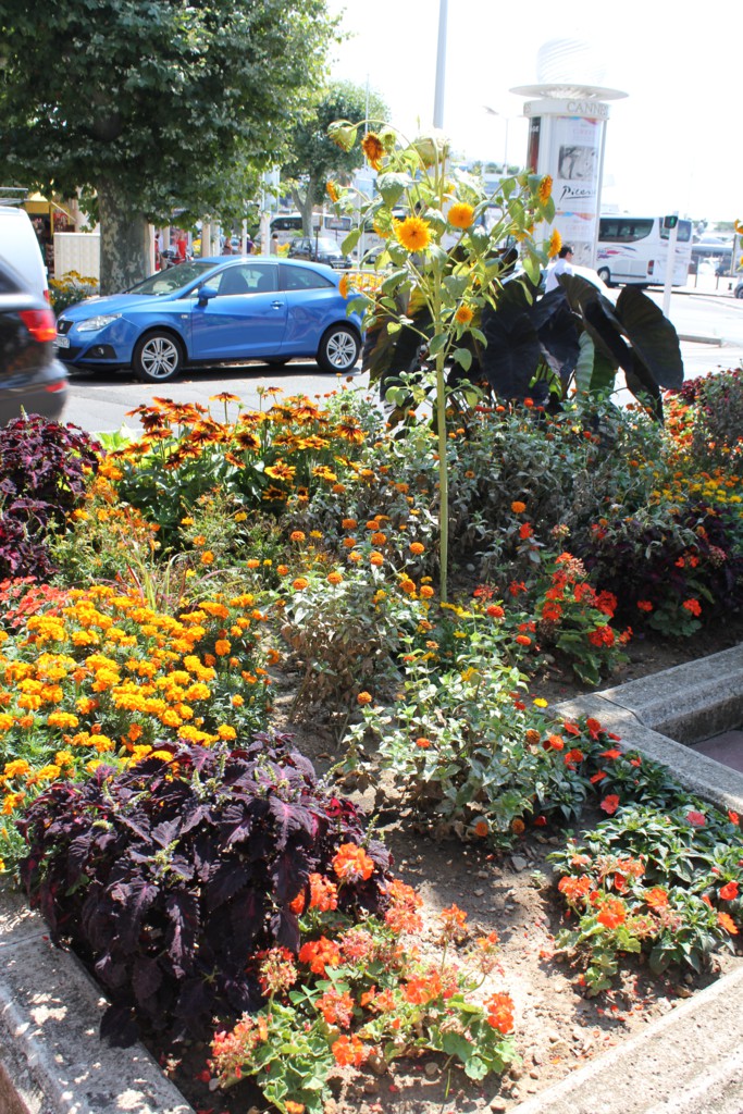 Foto: Flora de Canes - Cannes, Francia