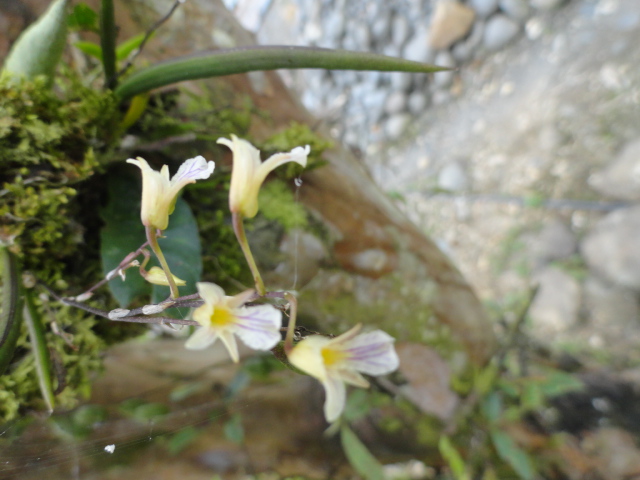Foto: Orquidea - Shell (Pastaza), Ecuador