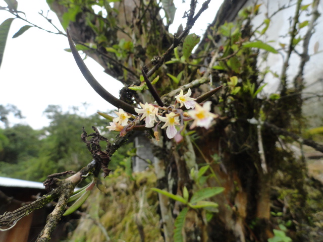 Foto: Orquidea - Shell (Pastaza), Ecuador