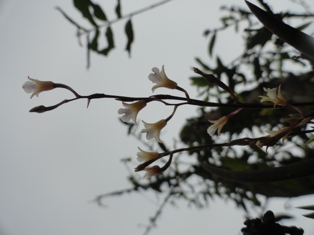 Foto: Orquidea - Shell (Pastaza), Ecuador