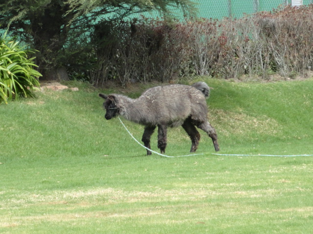 Foto: Lago San Pablo - Otavalo (Imbabura), Ecuador