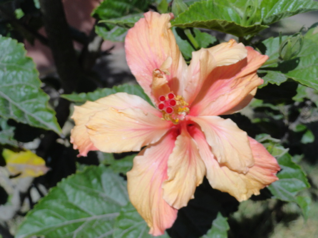 Foto: Flor - Chaltura (Imbabura), Ecuador