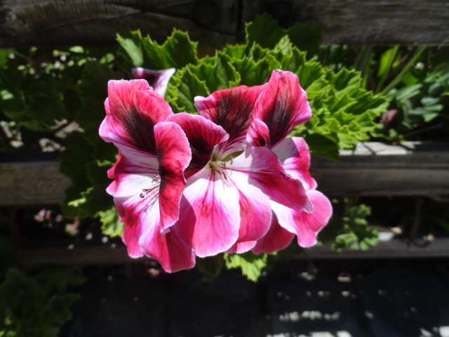 Foto: flor - Ibarra (Imbabura), Ecuador