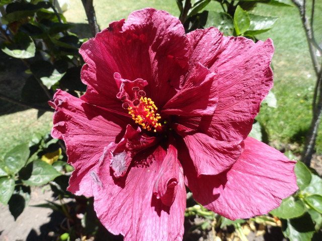 Foto: flor - Ibarra (Imbabura), Ecuador