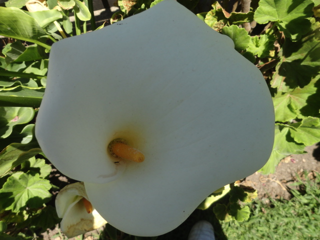 Foto: Flor - Ibarra (Imbabura), Ecuador