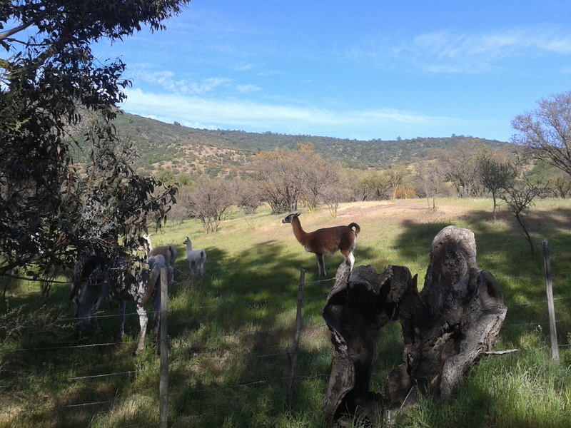Foto: Quilpue - Quilpue (Valparaíso), Chile