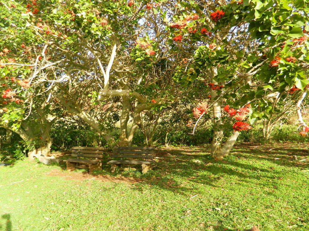 Foto: Isla De Pascua - Hanga Roa (Valparaíso), Chile