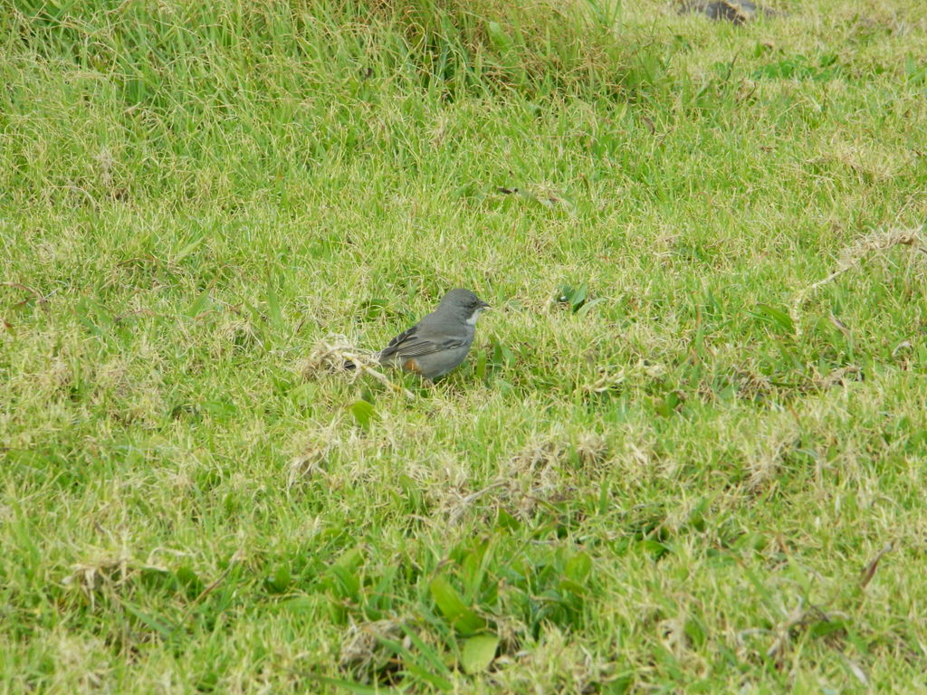 Foto: Hanga Roa - Hanga Roa (Valparaíso), Chile