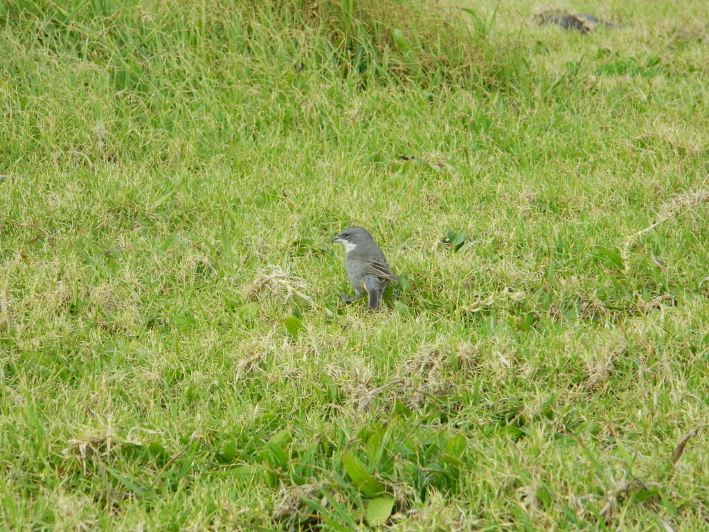 Foto: Isla De Pascua - Hanga Roa (Valparaíso), Chile