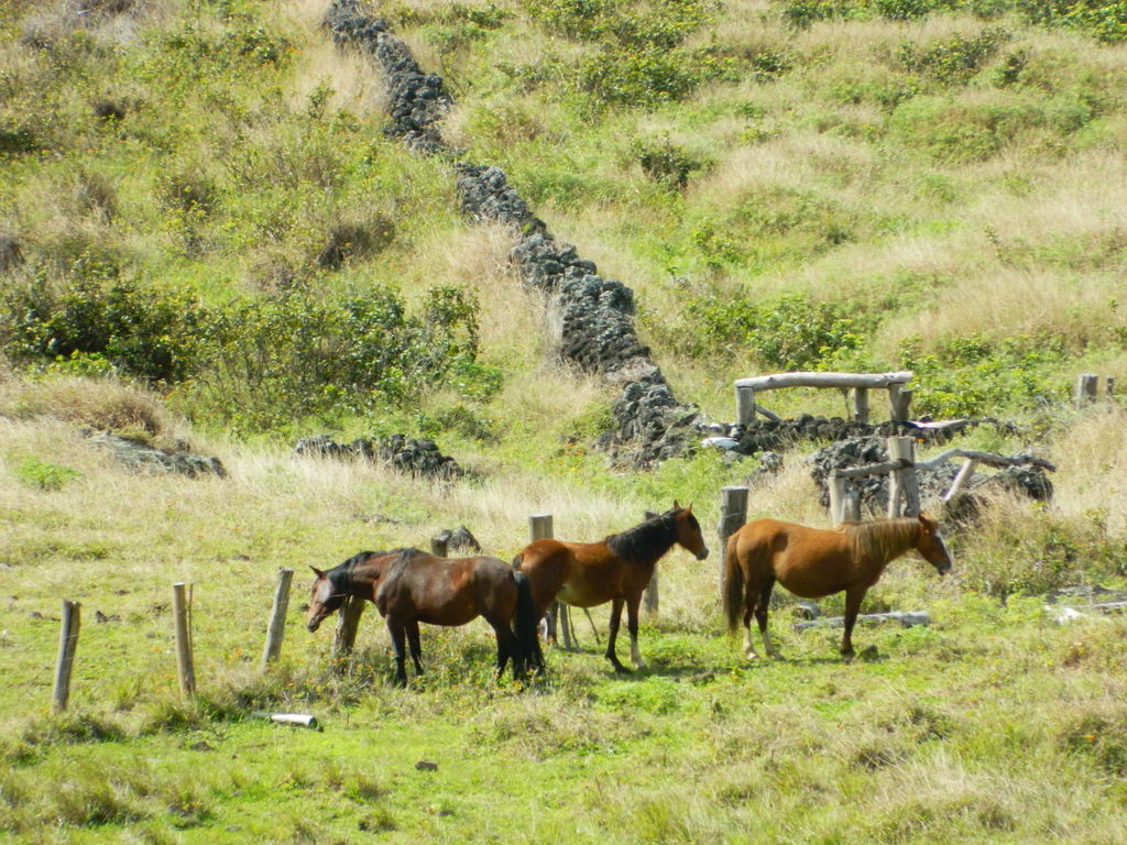 Foto: Isla De Pascua, Tongariki - Hanga Roa (Valparaíso), Chile